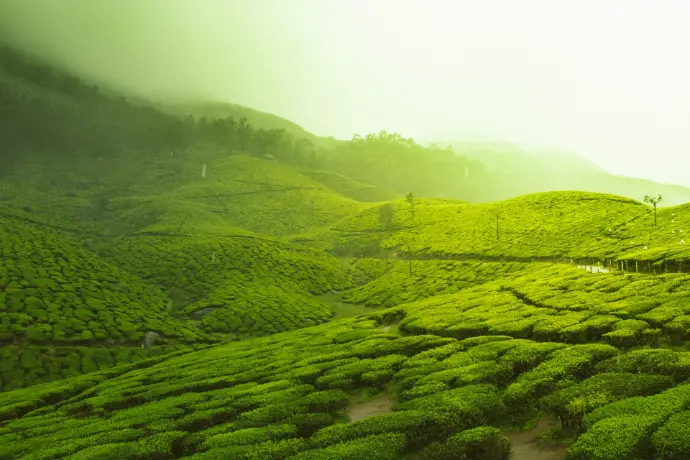 green fields