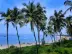 green palm trees on beach during daytime